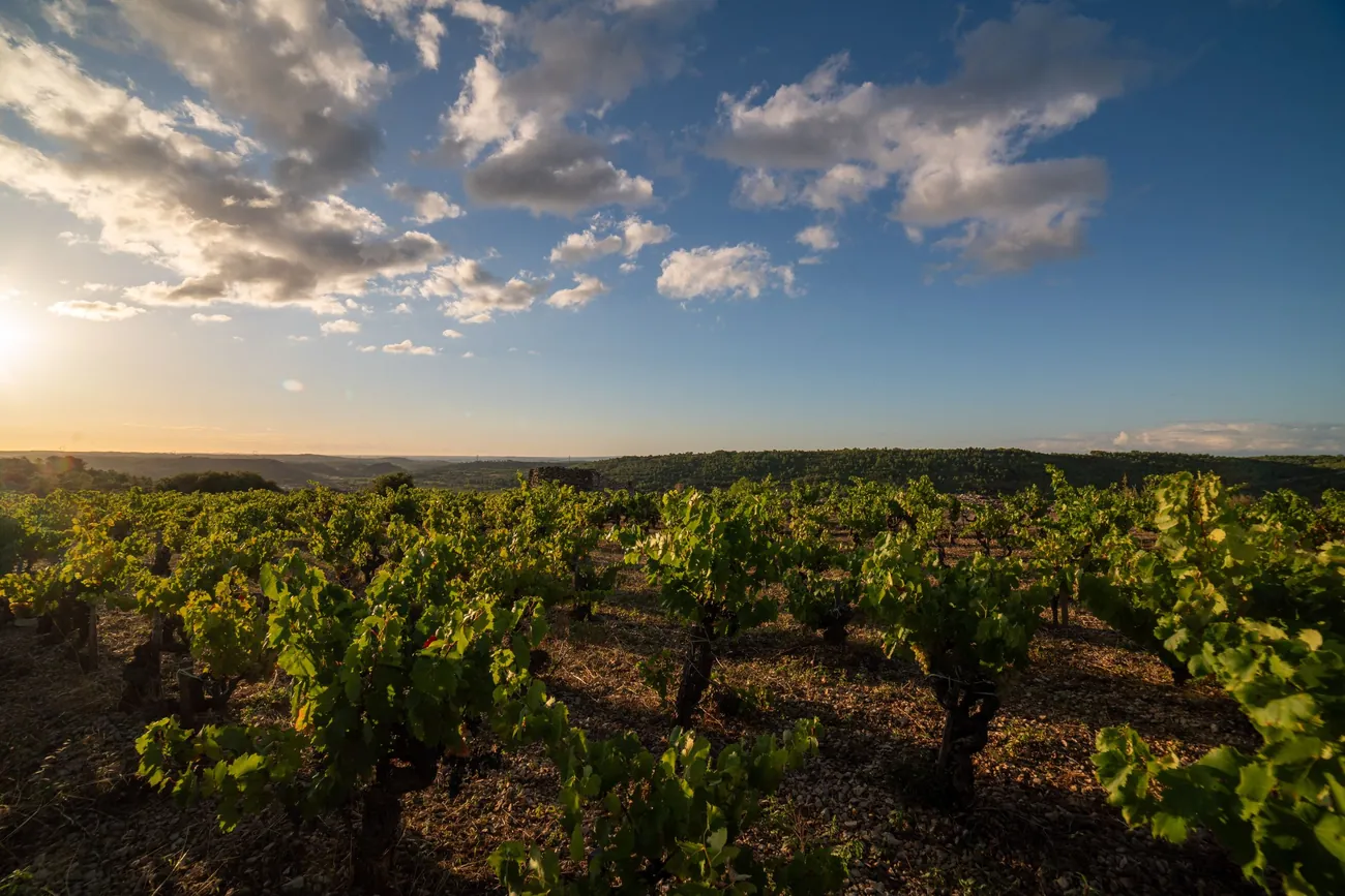 Le plateau de vieilles vignes en gobelet du Mas Champart au coucher du soleil, Saint-Chinian