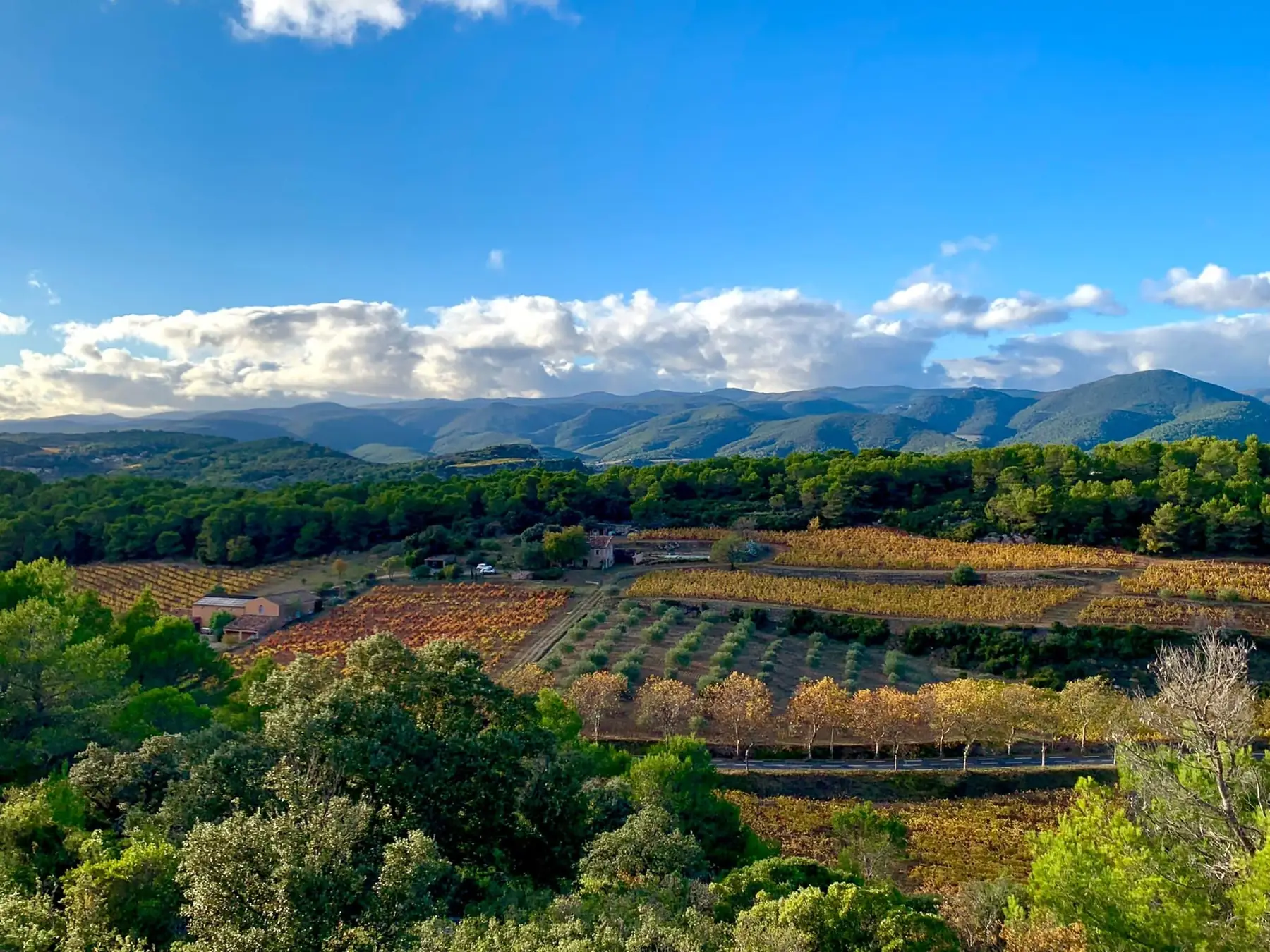 Vue panoramique sur les coteaux et les vignes du Mas Champart, Saint-Chinian, au lever du jour