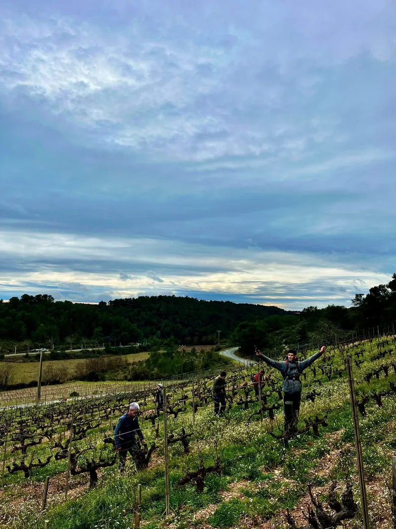 La taille de la vigne en hiver au Mas Champart