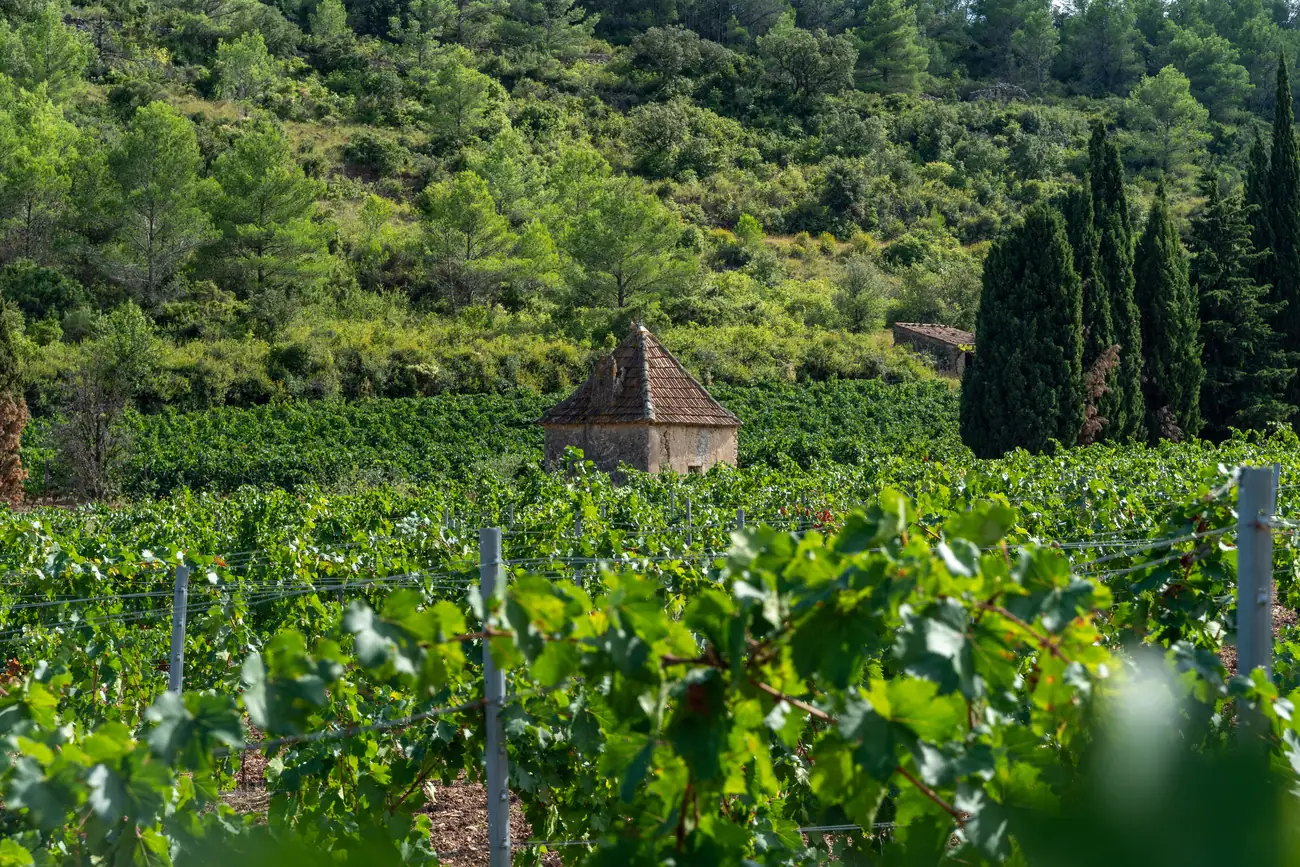 La capitelle de pierre au cœur des vieilles vignes du Mas Champart, garrigue et cyprès en arrière-plan