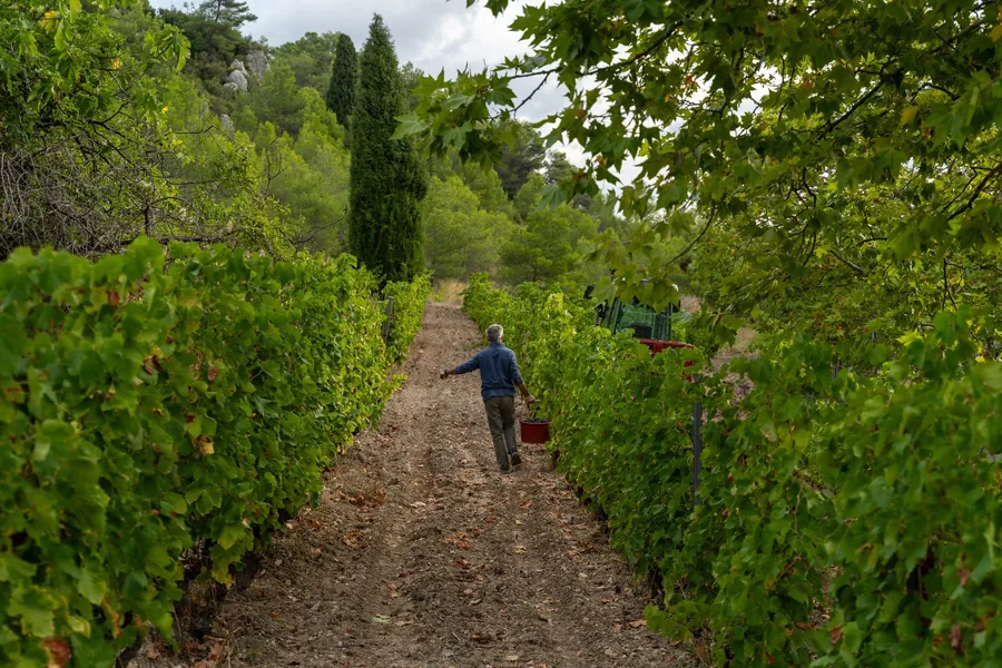 Vendanges à la main au Mas Champart, Saint-Chinian